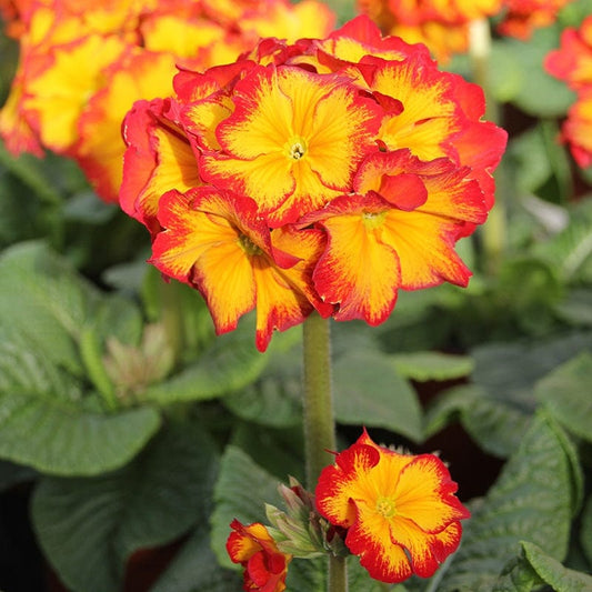 Polyanthus Showstopper Fire Dragon F1 Plants