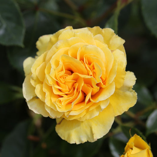 Rose Anniversary Wishes (Bush Rose) Plants