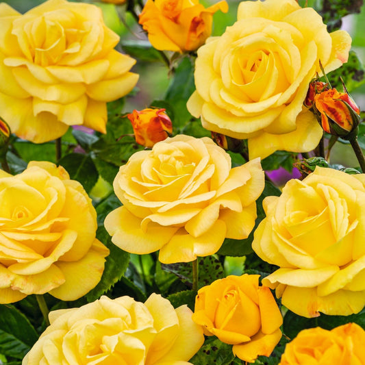 Rose Arthur Bell (Climbing Rose) Plants